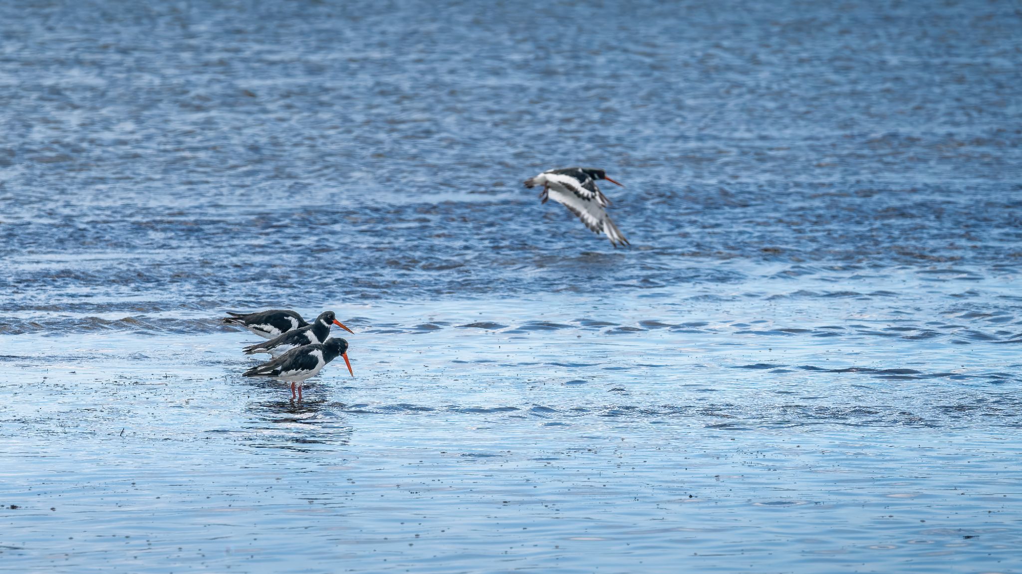 20250923 134512 Carnac   Boulevard de l'Océan, Saint Colomban